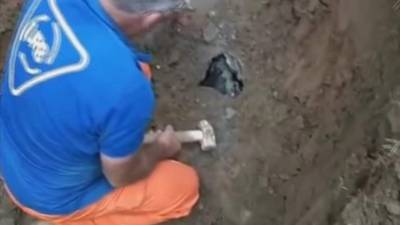 Con suerte los perritos pudieron sobrevivir a pesar de estar enterrados en un pequeño agujero que acortaba su oxígeno.