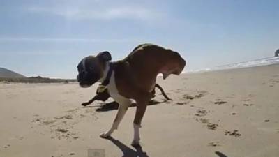 A bitch transfers a puppy to a drier place at Sangam area in Allahabad on September 3, 2018, as water levels of the Ganges and Yamuna rivers increase following monsoon rains. (Photo by SANJAY KANOJIA / AFP)