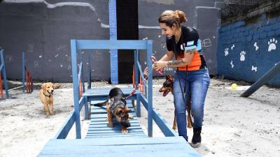 Los dueños de los perros pueden dejar sus animales al cuidado del personal del parque canino
