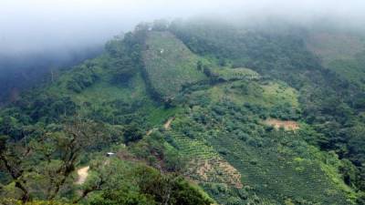 Los horticultores de las aldeas en la montaña serán los más beneficiados.