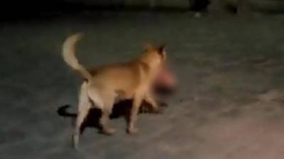 El perro fue captado por las calles de Zacatecas, México.