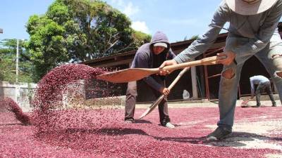 Dos productores secan de forma manual granos de frijol en Jesús de Otoro, Intibucá.