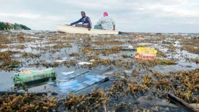 Los desechos sólidos se han acumulado en las aguas de Roatán afectando a la vida marina y al turismo.