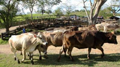 La repoblación bovina es uno de los indicadores que disparó la colocación de créditos en el sector ganadero.