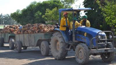 Palmicultores piden financiamiento para expandir los cultivos. Foto: Bessy Lara