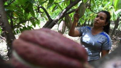 Una agricultora revisa el fruto de una planta de cacao en Honduras.