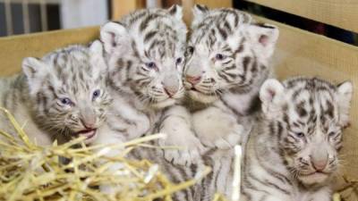 Cuatro crías de tigre blanco de Bengala; dos machos, Falco y Toto, y dos hembras, Mia y Mautzi, descansan en su recinto en el White Zoo en Kernhof (Austria).