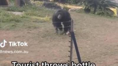 Momento en el que el primate toma la botella para lanzarla.