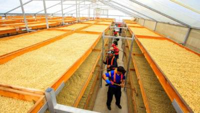 A diferencia del regular, el café especial, desde su cultivo hasta el secado, es sometido a un proceso riguroso.