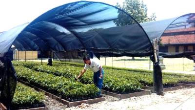 El jefe regional del ICF muestra las plantas del vivero.