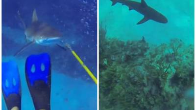 Según su relato en Youtube estaba 'cazando' un pez león, una de las especies causantes de la destrucción de los arrecifes en esa zona.