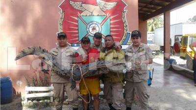Los bomberos atendieron el llamado de los vecinos que vieron el cocodrilo.