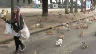 La joven japonesa los atrajo porque llevaba una bolsa de comida.