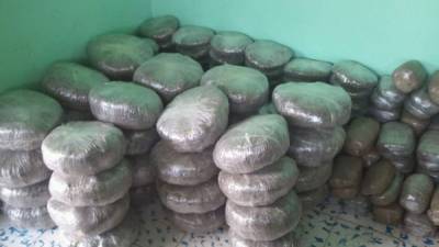 La droga venía envuelta en unos 173 paquetes, que en total suman unas 500 libras de supuesta marihuana.