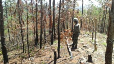 Un militar observa el daño al bosque en Ocotepeque.