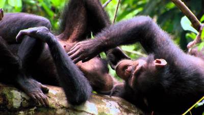 La empatía de los humanos es 'muy flexible', según el estudio, pues la sentimos por nuestra familia y amigos, pero también por personas que no conocemos y por animales de otras especies.