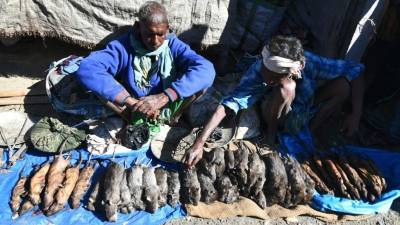 La caza de este animal protege a los arrozales de los campos situados cerca de Bután. AFP