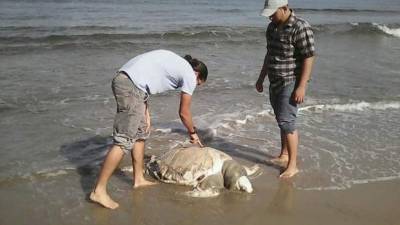 A la tortuga le cortaron el caparazón para hacer artesanía. Foto tomada de @LNC_Honduras