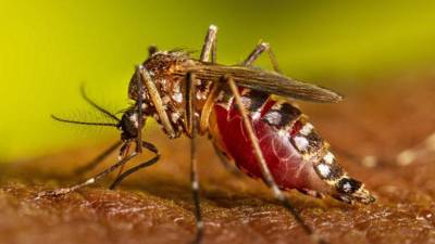 Cortés encabeza la lista con 563 casos sospechosos. Yoro le sigue con 291 casos y Colón con 229. Imagen referencial de archivo.