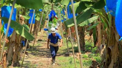 La Cooperativa Camul, con 339 hectáreas, es la única del sector independiente que está exportando banano al extranjero. Muchos productores se cambiaron a rubros como la caña para subsistir.