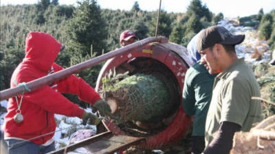 Imagen de varios trabajadores mexicanos que laboran en la siembra, poda, carga y distribución de árboles de Navidad en Carolina del Norte. EFE/Archivo