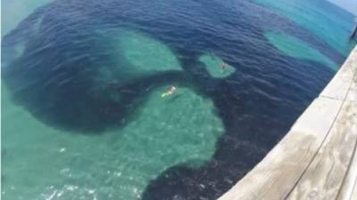 El océano está lleno de sorpresas y maravillas que esta vez nos dejarán disfrutar de un gigantesco cardumen de anchovetas o simplemente millones de peces. Foto YouTube