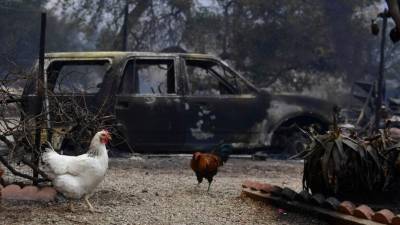 Unos 8,700 bomberos que han estado combatiendo las llamas por cinco días desde San Diego por la Costa del Pacífico a Santa Bárbara. / AFP PHOTO / FREDERIC J. BROWN