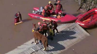 Caramelo fue rescatado este jueves por un grupo de veterinarios y socorristas.