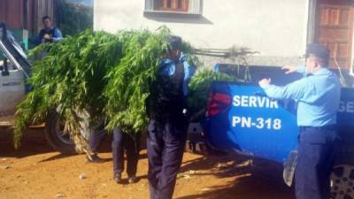 Policías cargan parte de la marihuana decomisada.