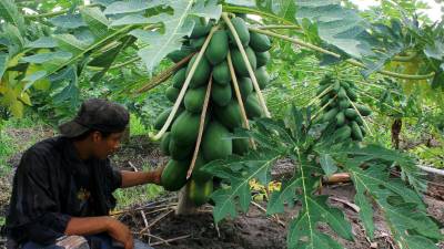 En la comunidad 10 de febrero de Choloma los campesinos cultivan papaya con calidad de exportación.
