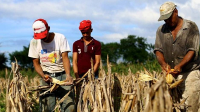 Imagen referencial agricultores en Honduras.