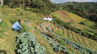 La parroquia San Vicente de Paúl y Escuela Agrícola Virgen de Suyapa realizará su primer Congreso Lautado si’ “Aprendiendo a leer el evangelio de la creación”.