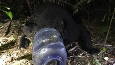 Según la FWC, el animal estuvo 28 días con la cabeza atrapada dentro del envase.