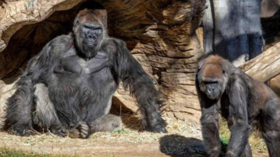 Los gorilas en riesgo de sufrir complicaciones estaban siendo tratados con anticuerpos monoclonales.