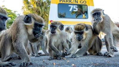 Como si se tratase de los anárquicos simios del Libro de la Selva que secuestraron a Mowgli, la tropa de monos verdes que se han apoderado de un estacionamiento de Dania Beach, en el sur de Florida.