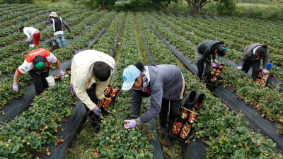 La volatilidad de los mercados, el alza de los precios y la incertidumbre sobre las existencias de la nueva campaña marcan la agricultura y la alimentación mundial.