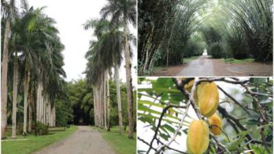 Por décadas, el Jardín Botánico Lancetilla ha sido uno de los atractivos más importantes de Honduras, su vegetación invita a propios y extraños a adentrarse a ella por senderos y conocer la historia, nombres y beneficios para la humanidad de cerca de 1,500 especies de plantas.