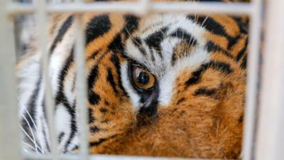 Un macho de Bengala de 10 años