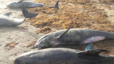 Al menos tres mil delfines han muerto en el mar Negro en relación con la guerra en Ucrania.