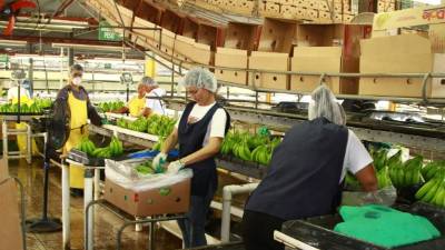 Obreros encajan bananos para la exportación en una finca de La Lima.