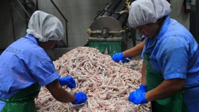 Dos empleadas en una empresa de San Pedro Sula seleccionan menudos de pollo.