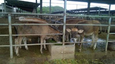 Un establo de ganado para carne en Yoro.