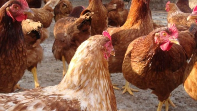 Imagen referencia de unas gallinas.