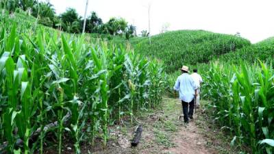 Un productor verifica el buen estado de sus cultivos de maíz en una finca de Santa Cruz de Yojoa.