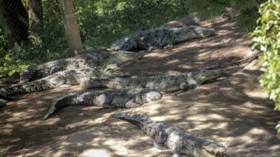 En la Granja de Cocodrilos Continental no les han dado de comer a miles de reptiles.