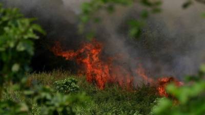 Los incendios forestales son causados por la imprudencia de personas.