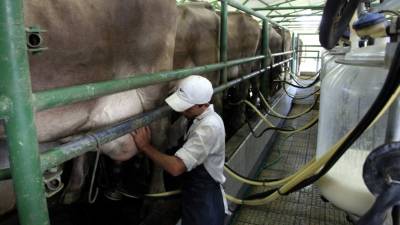 Productores de leche dicen que los costos de producción se elevaron. Foto: Amílcar Izaguirre