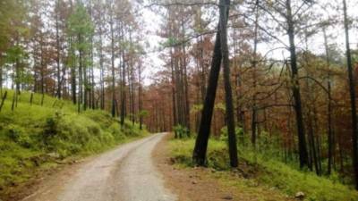 Foto referencial de un bosque en Honduras.