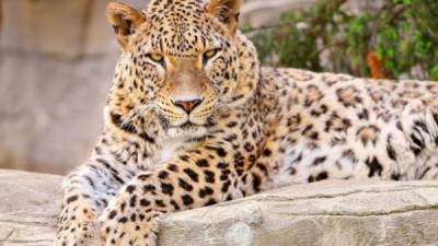 La subespecie de este felino sobresale por su belleza. Fotografía: Flickr/Tambako The Jaguar