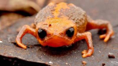 El diminuto sapo solo mide un centímetro.